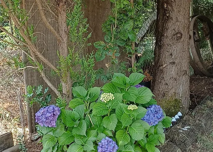 Casa Da Beira Rio 게스트하우스